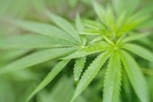 Indoor Growing Supplies For Marijuana in San Diego